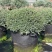 冬青先令盆栽四季常绿耐寒耐热庭院花镜植物多年生观叶植物