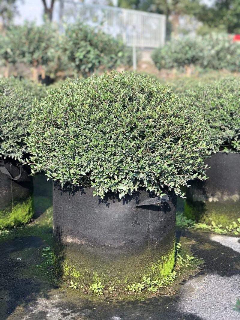 冬青先令盆栽四季常绿耐寒耐热庭院花镜植物多年生观叶植物