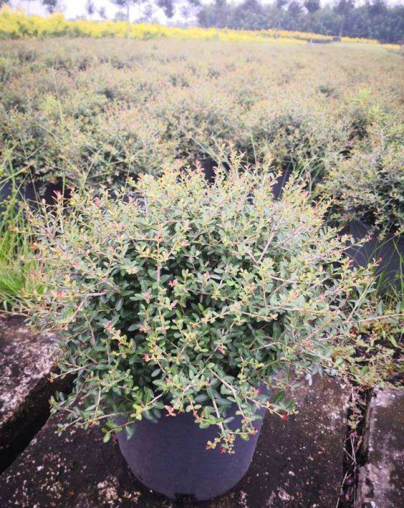 冬青先令盆栽四季常绿耐寒耐热庭院花镜植物多年生观叶植物