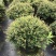冬青先令盆栽四季常绿耐寒耐热庭院花镜植物多年生观叶植物