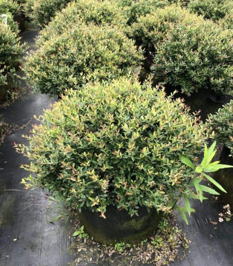 冬青先令盆栽四季常绿耐寒耐热庭院花镜植物多年生观叶植物