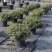 冬青先令盆栽四季常绿耐寒耐热庭院花镜植物多年生观叶植物