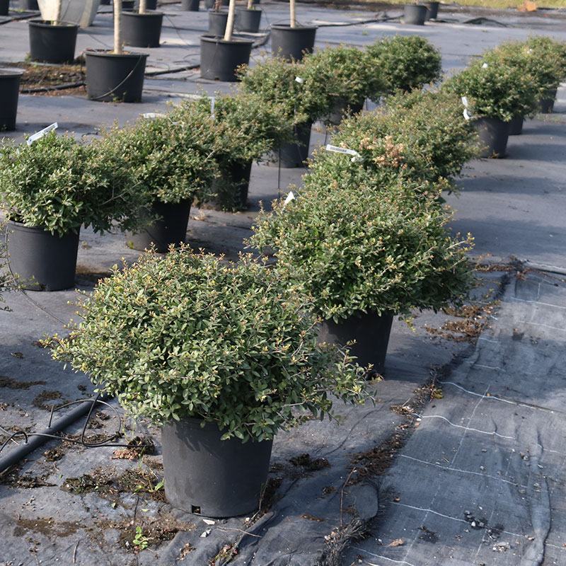 冬青先令盆栽四季常绿耐寒耐热庭院花镜植物多年生观叶植物