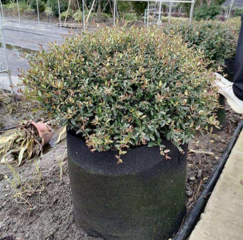 冬青先令盆栽四季常绿耐寒耐热庭院花镜植物多年生观叶植物