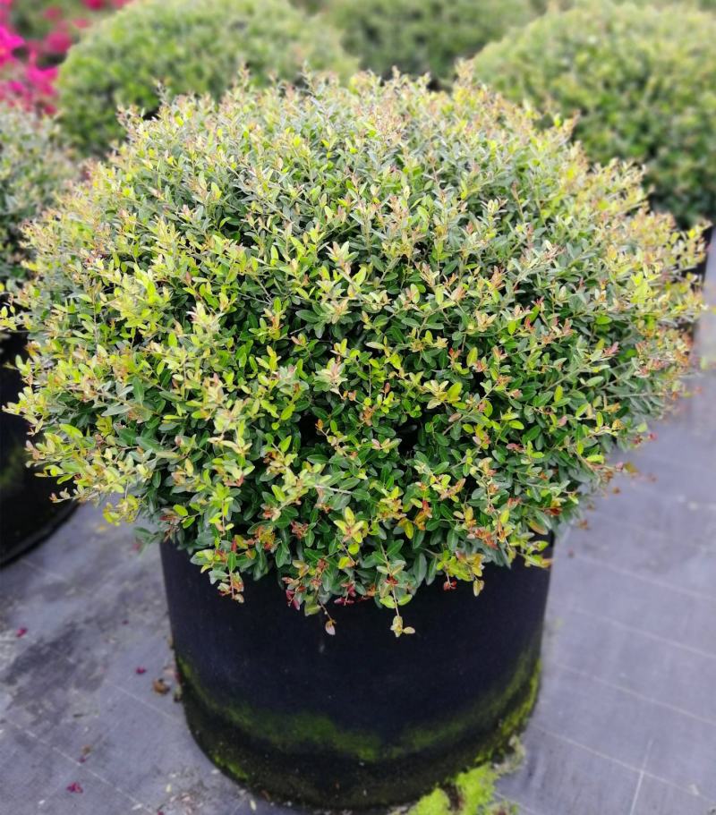 冬青先令盆栽四季常绿耐寒耐热庭院花镜植物多年生观叶植物