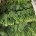 菠菜（产地直供）精品菠菜大棚种植大叶小叶黑叶