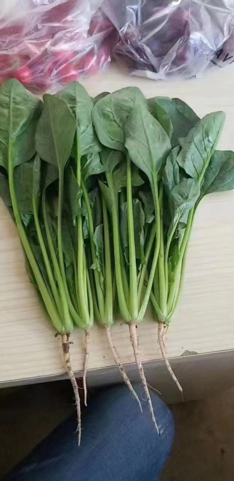 菠菜（产地直供）精品菠菜大棚种植大叶小叶黑叶