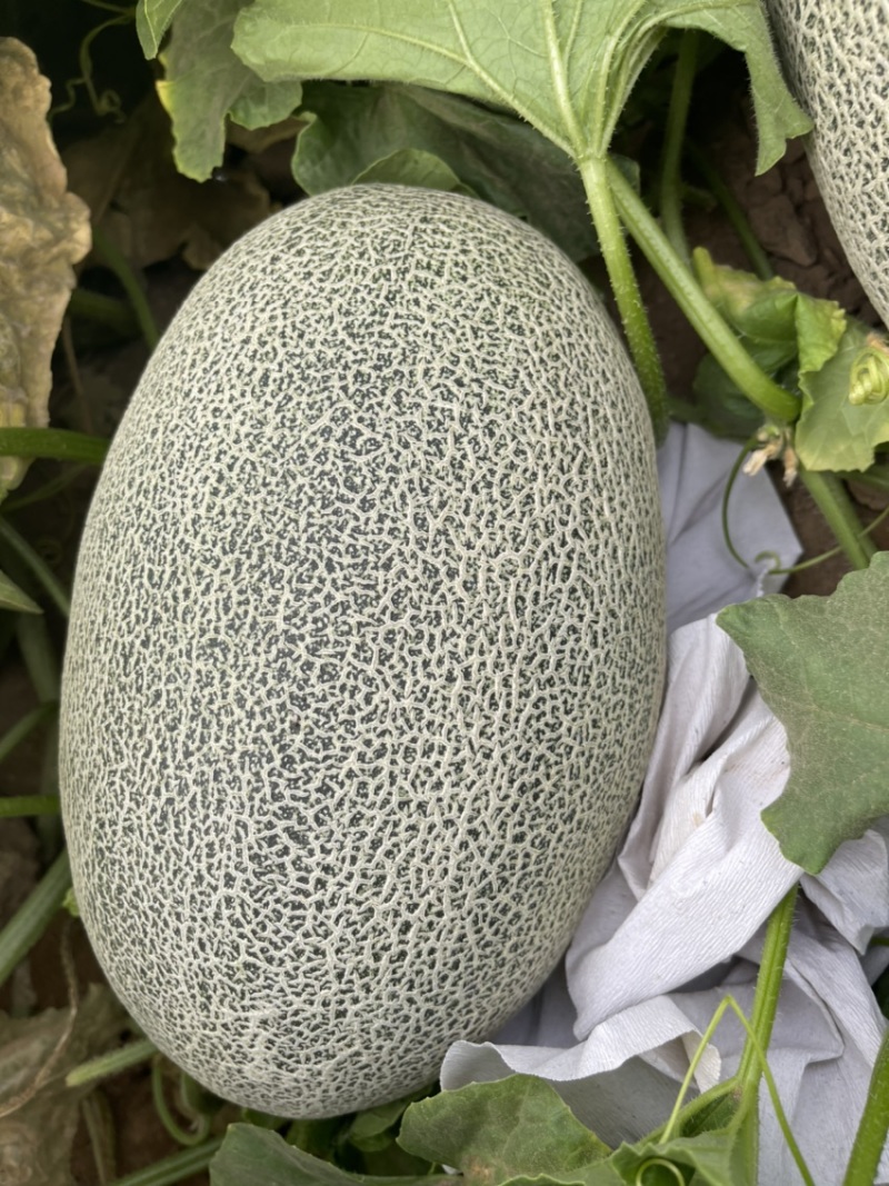 新疆哈密瓜，西州蜜17号。口感好糖度高，欢迎合作洽谈。