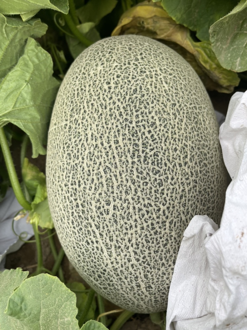 新疆哈密瓜，西州蜜17号。口感好糖度高，欢迎合作洽谈。