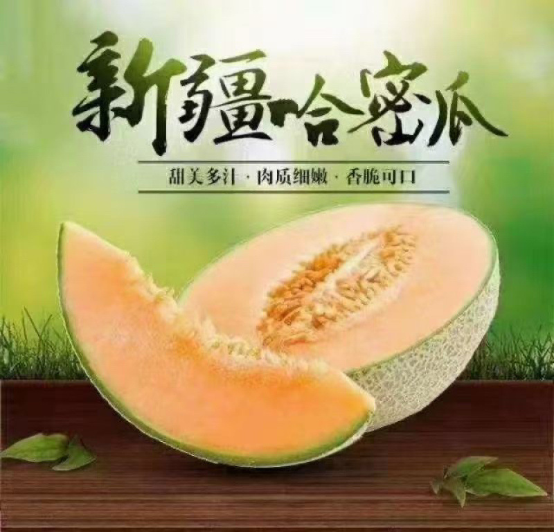 新疆哈密瓜，西州蜜17号。口感好糖度高，欢迎合作洽谈。