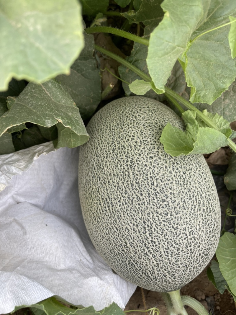 新疆哈密瓜，西州蜜17号。口感好糖度高，欢迎合作洽谈。