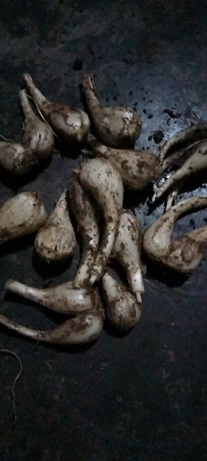 重庆丰都蕌头不包运费，要的多价格可谈