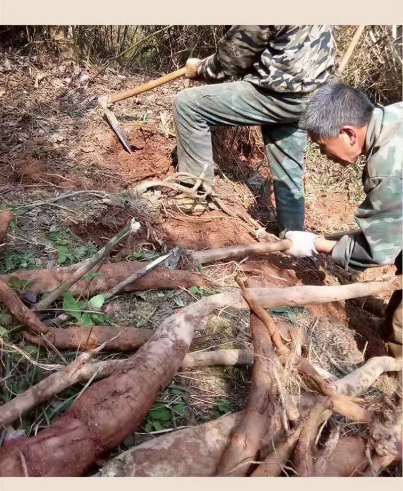 大量批发粤北山区韶关野生葛根粉，纯手工制作，有瓶装和散装