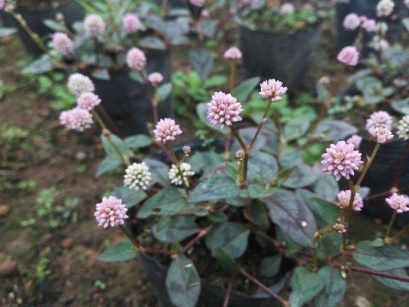 克拉香草头花蓼观赏盆栽阳台室内花卉耐寒四季常绿