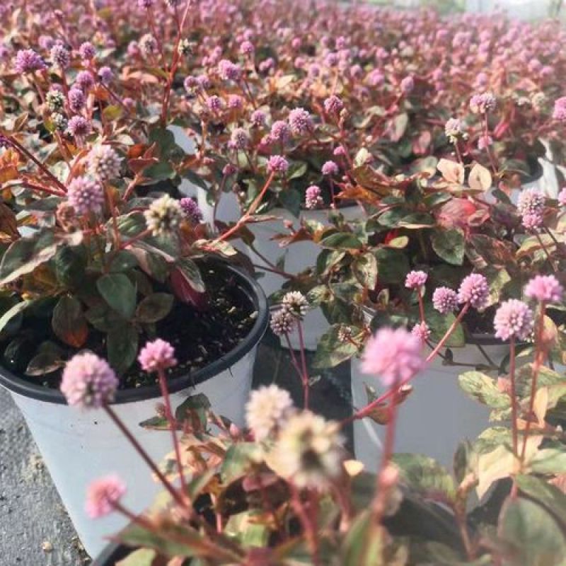 克拉香草头花蓼观赏盆栽阳台室内花卉耐寒四季常绿
