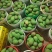 【芒果】广西精品台农芒小台芒产地一手货源长期供应