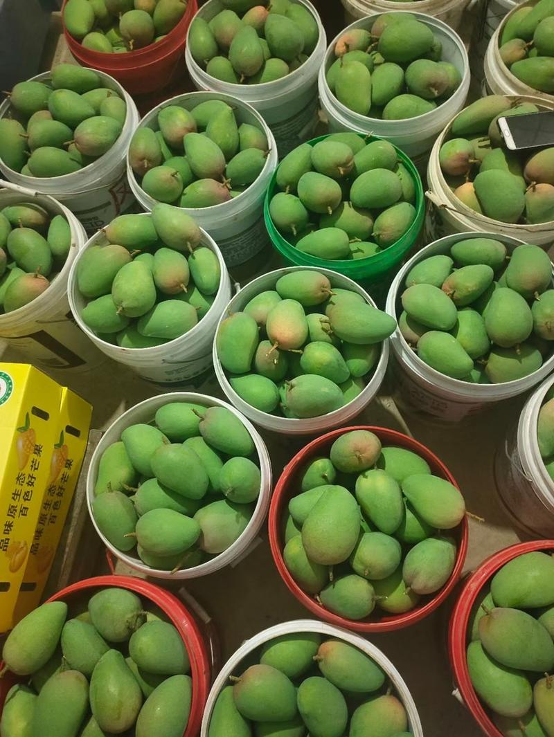 【芒果】海南精品台农芒小台芒产地一手货源长期供应
