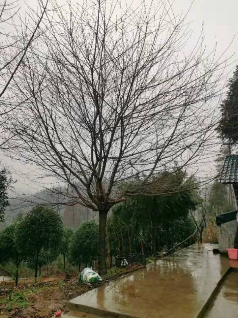 20公分精品樱花，基地直供，精品树型，价格实惠