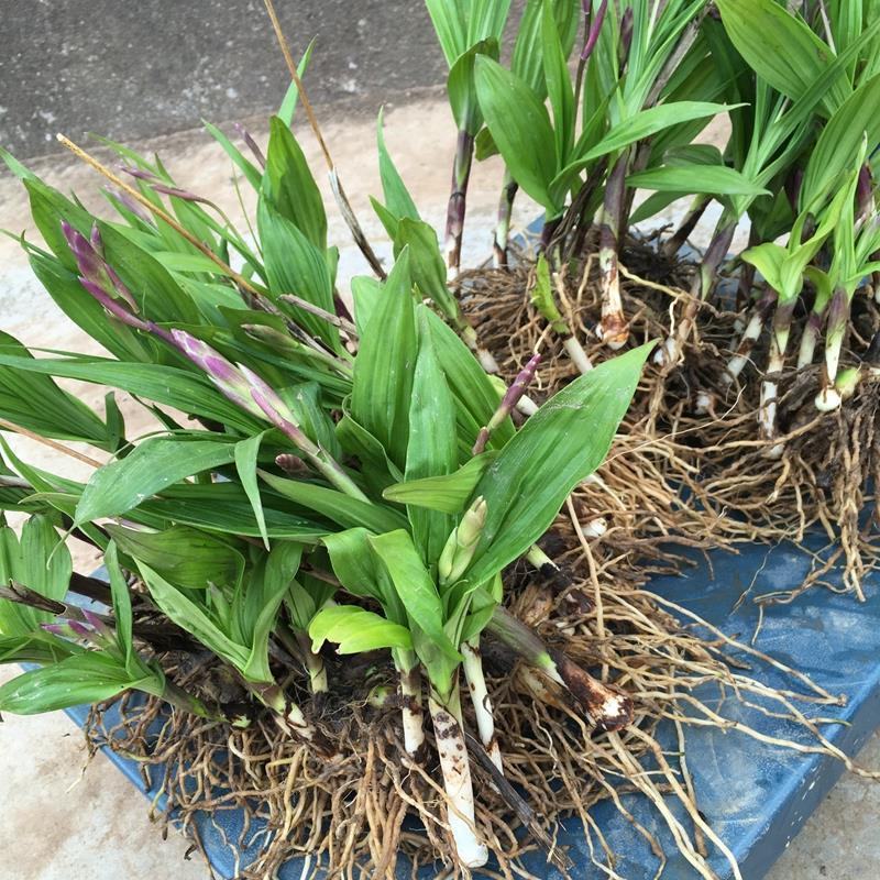 白芨种苗紫花三叉白芨苗白及苗子大白芨阳光苗阳台盆栽