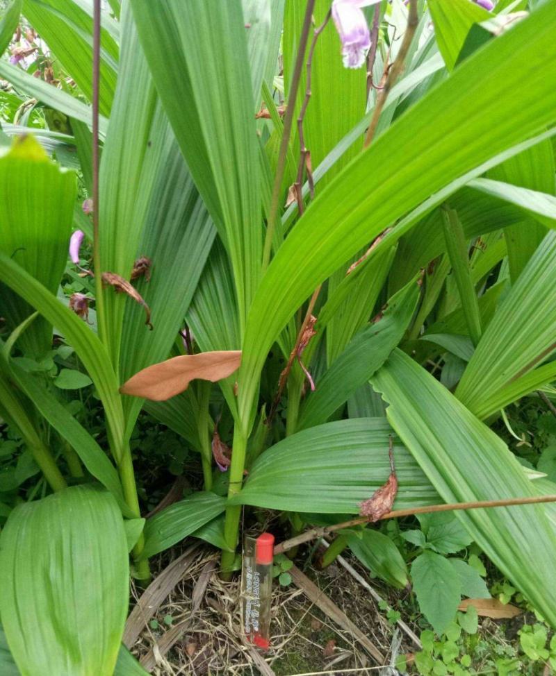 白芨种苗紫花三叉白芨苗白及苗子大白芨阳光苗阳台盆栽