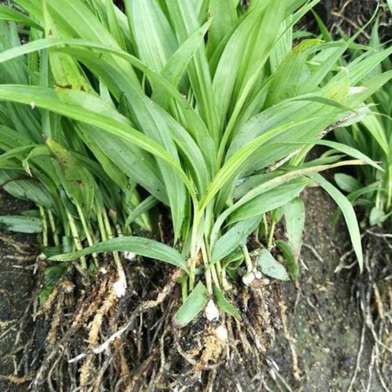 白芨种苗紫花三叉白芨苗白及苗子大白芨阳光苗阳台盆栽
