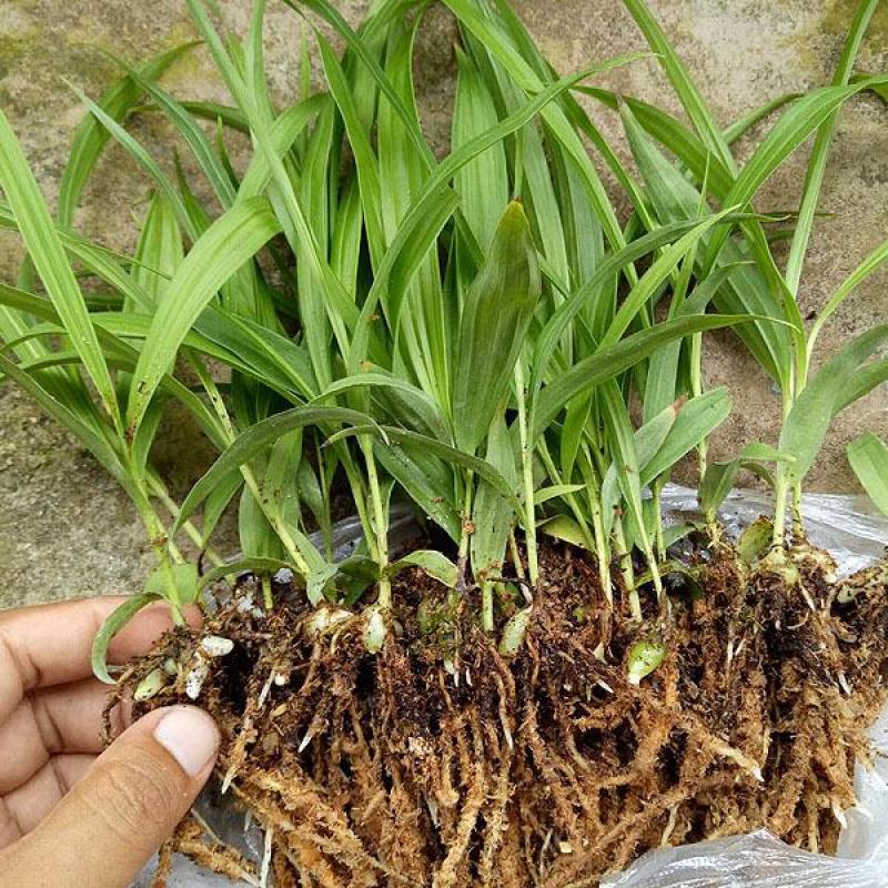 白芨种苗紫花三叉白芨苗白及苗子大白芨阳光苗阳台盆栽