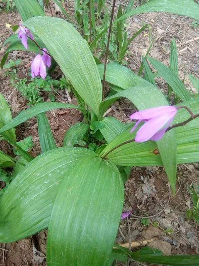 白芨种苗紫花三叉白芨苗白及苗子大白芨阳光苗阳台盆栽