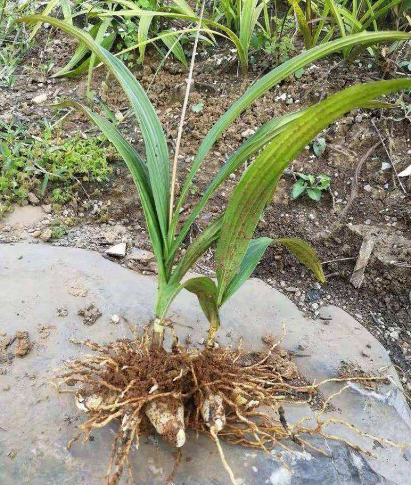白芨种苗紫花三叉白芨苗白及苗子大白芨阳光苗阳台盆栽