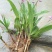 白芨种苗紫花三叉白芨苗白及苗子大白芨阳光苗阳台盆栽
