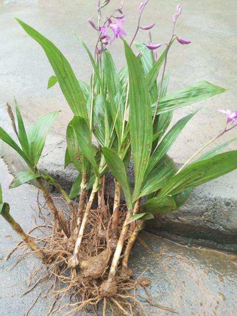 白芨种苗紫花三叉白芨苗白及苗子大白芨阳光苗阳台盆栽