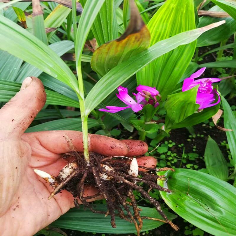 白芨种苗紫花三叉白芨苗白及苗子大白芨阳光苗阳台盆栽
