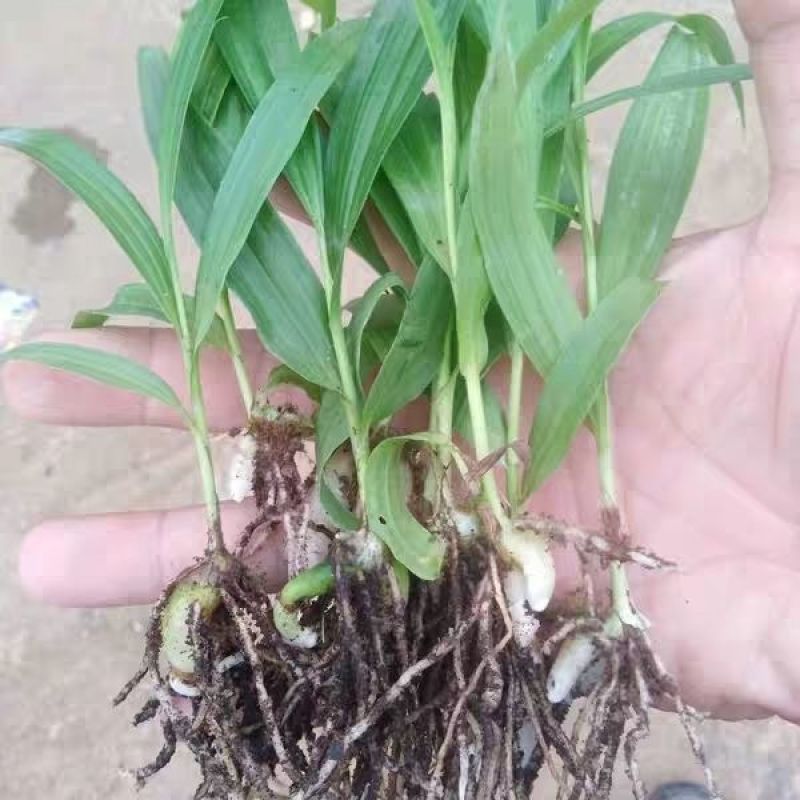 白芨种苗紫花三叉白芨苗白及苗子大白芨阳光苗阳台盆栽