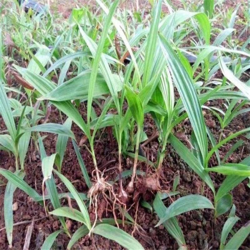 白芨种苗紫花三叉白芨苗白及苗子大白芨阳光苗阳台盆栽