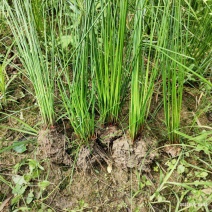 野生灯芯草盆栽水葱龙须草水生造景植物多年生常绿美观