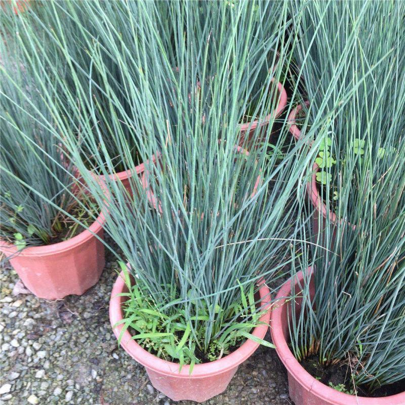 野生灯芯草盆栽水葱龙须草水生造景植物多年生常绿美观