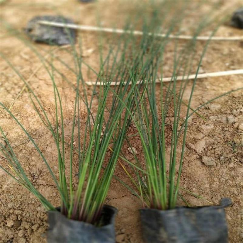 野生灯芯草盆栽水葱龙须草水生造景植物多年生常绿美观