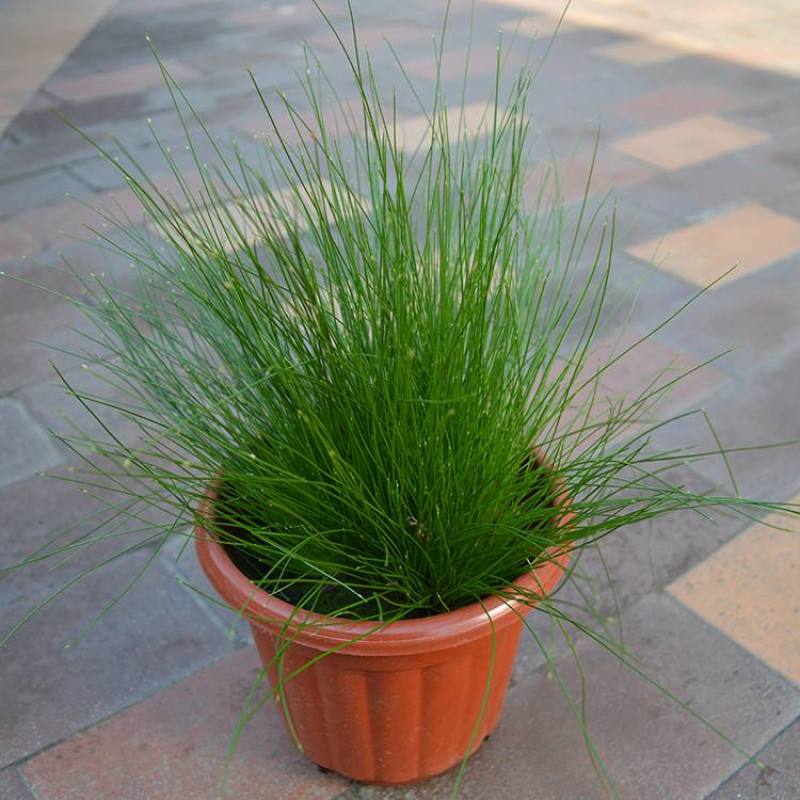 野生灯芯草盆栽水葱龙须草水生造景植物多年生常绿美观