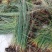 野生灯芯草盆栽水葱龙须草水生造景植物多年生常绿美观