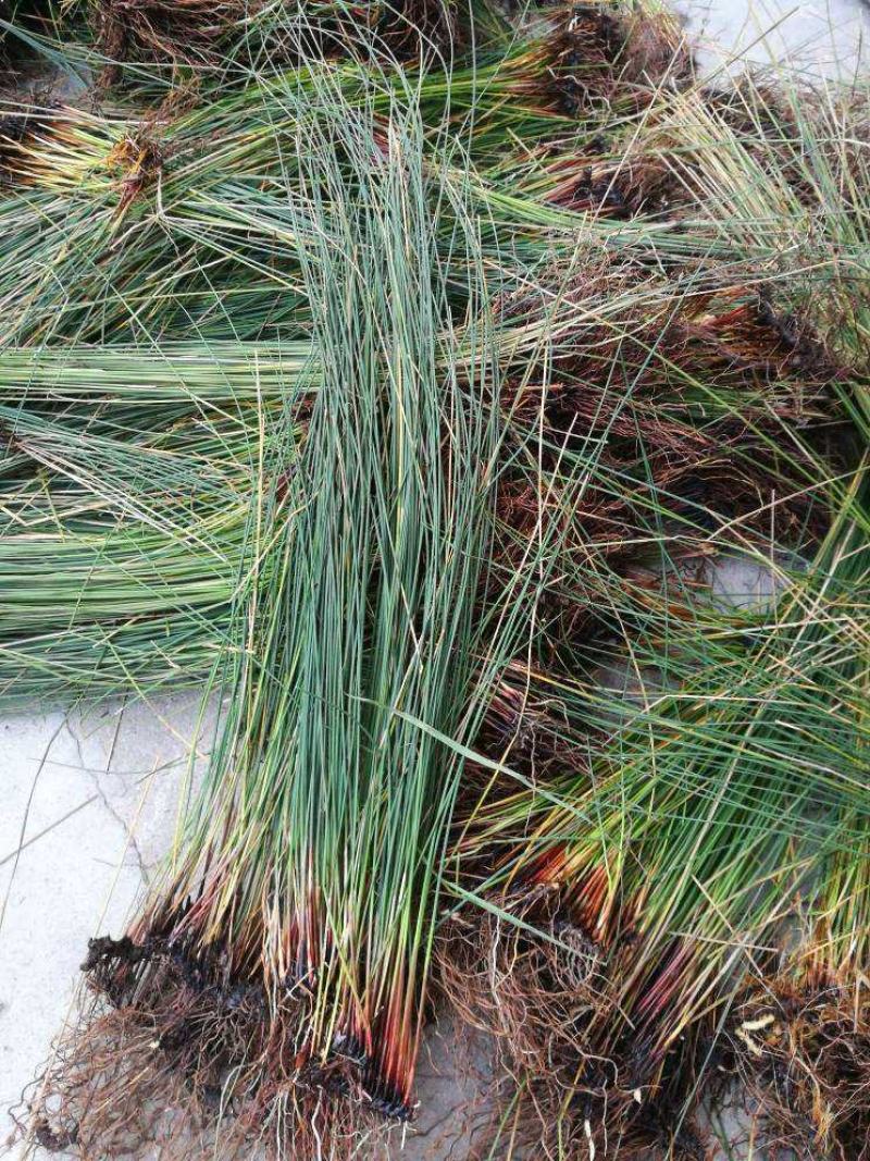 野生灯芯草盆栽水葱龙须草水生造景植物多年生常绿美观