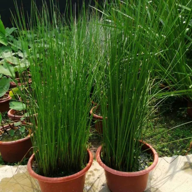 野生灯芯草盆栽水葱龙须草水生造景植物多年生常绿美观