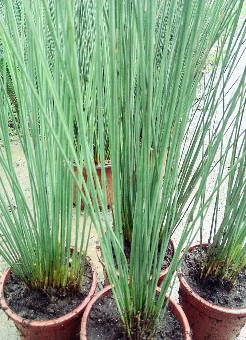 野生灯芯草盆栽水葱龙须草水生造景植物多年生常绿美观
