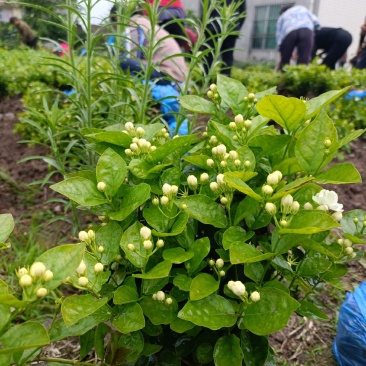 来来来好一朵美丽的茉莉花，诚邀有志之士加盟
