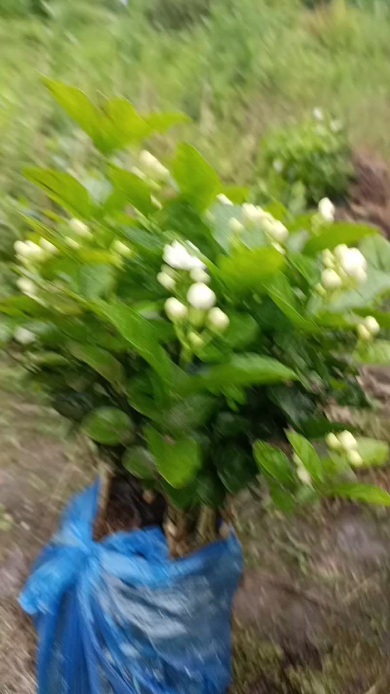 来来来好一朵美丽的茉莉花，诚邀有志之士加盟