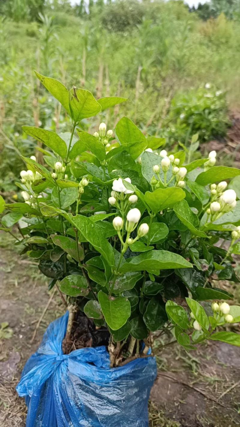 来来来好一朵美丽的茉莉花，诚邀有志之士加盟