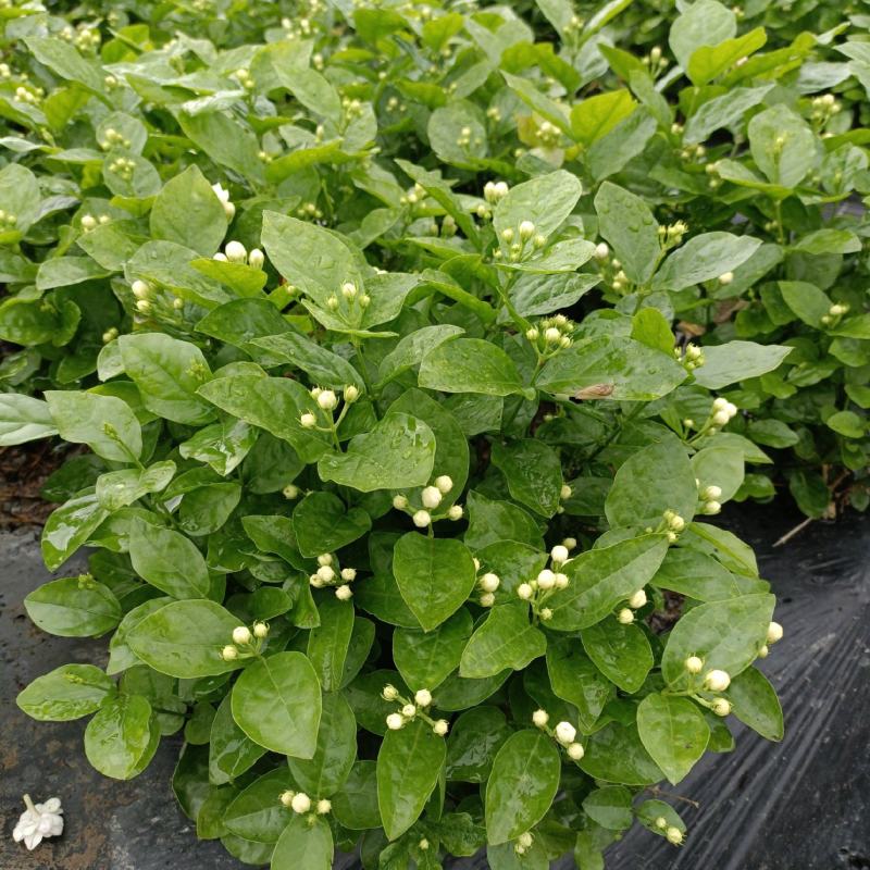 来来来好一朵美丽的茉莉花，诚邀有志之士加盟