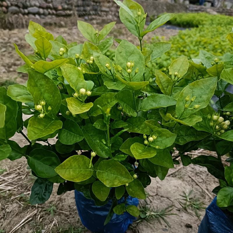 来来来好一朵美丽的茉莉花，诚邀有志之士加盟