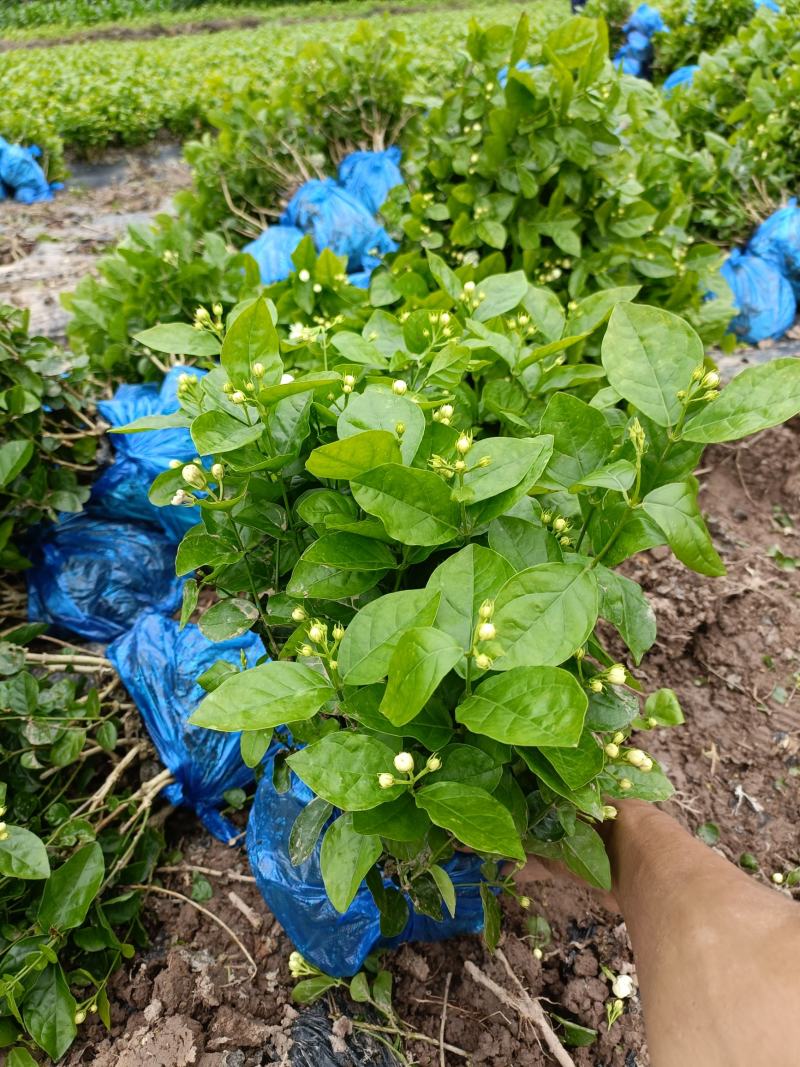 来来来好一朵美丽的茉莉花，诚邀有志之士加盟