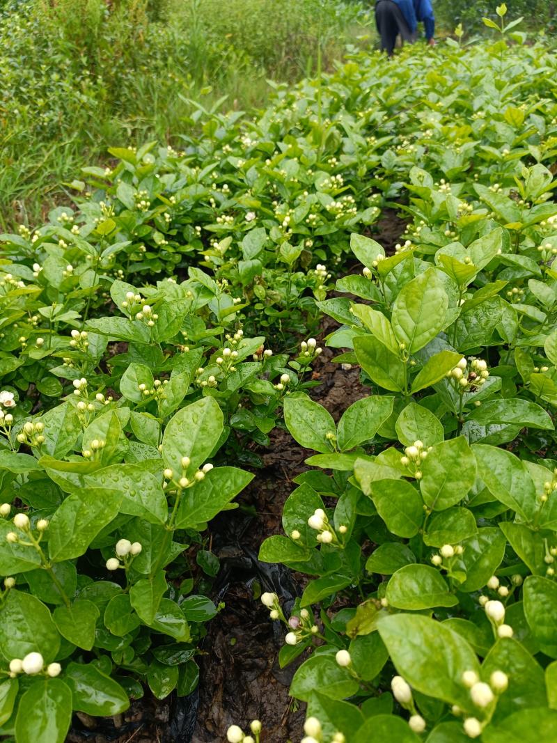 来来来好一朵美丽的茉莉花，诚邀有志之士加盟