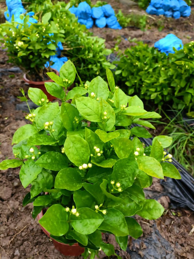 来来来好一朵美丽的茉莉花，诚邀有志之士加盟