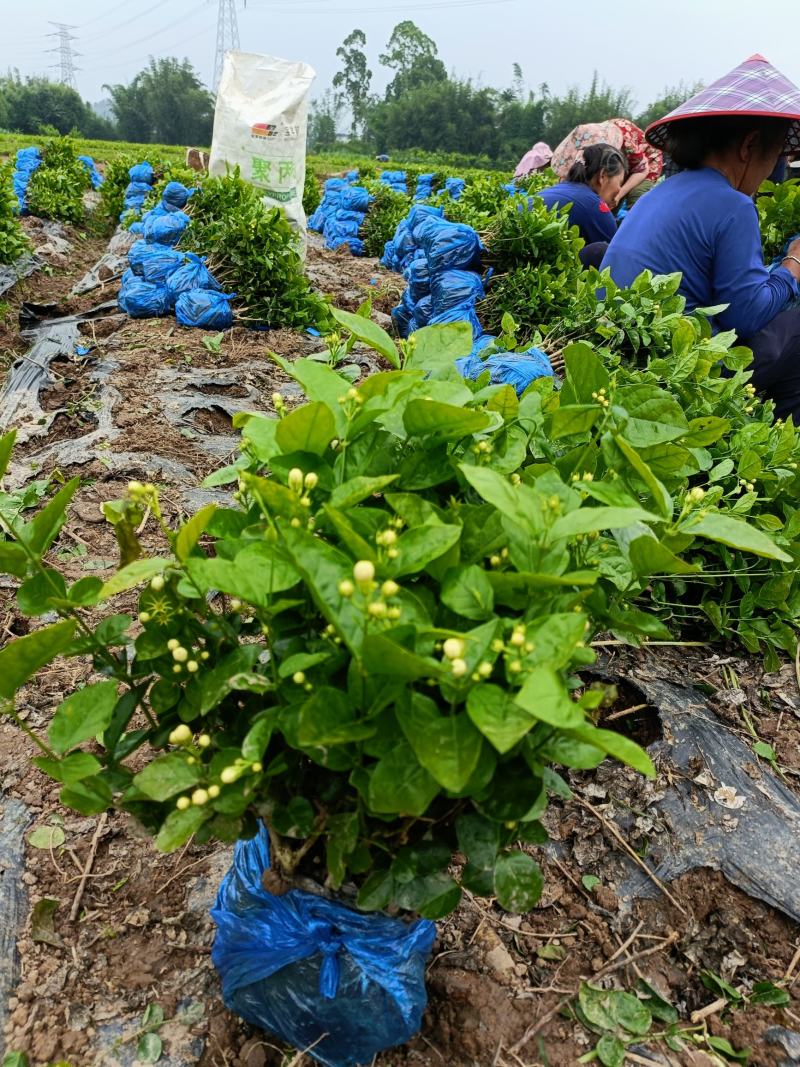 来来来好一朵美丽的茉莉花，诚邀有志之士加盟